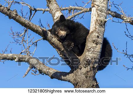 Stock Photograph - Animals. Fotosearch
