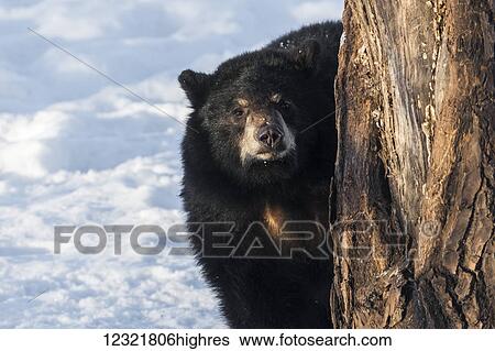 Animals View Large Photo Image Stock Photograph - Animals. Fotosearch