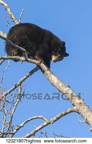 Animals View Large Photo Image Stock Photograph - Animals. Fotosearch