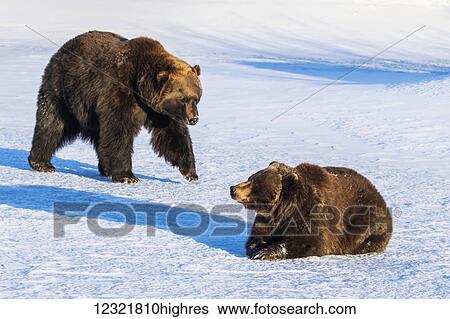 Stock Photograph - Animals. Fotosearch