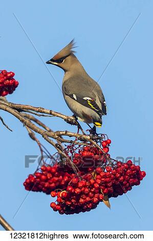 Animals View Large Photo Image Stock Photograph - Animals. Fotosearch