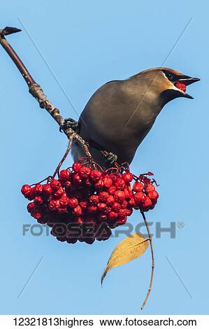Stock Photograph - Animals. Fotosearch