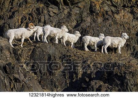 Animals View Large Photo Image Stock Photograph - Animals. Fotosearch