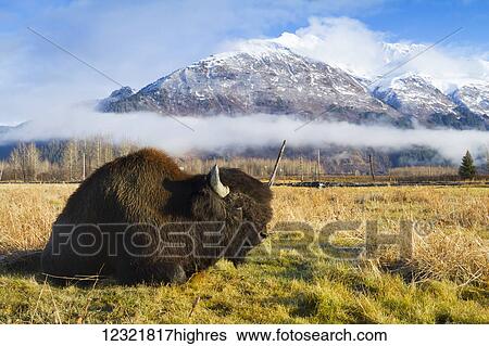 Stock Photograph - Animals. Fotosearch