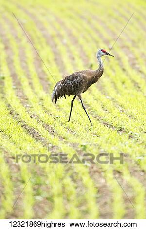 Animals View Large Photo Image Stock Photograph - Animals. Fotosearch