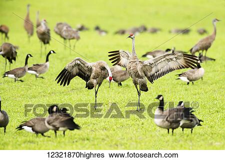 Stock Photograph - Animals. Fotosearch