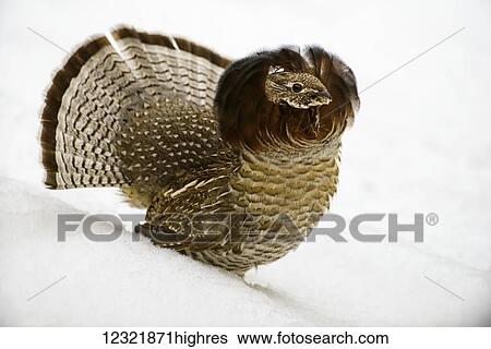 Stock Photograph - Animals. Fotosearch