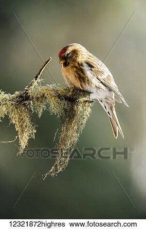 Animals View Large Photo Image Stock Photograph - Animals. Fotosearch