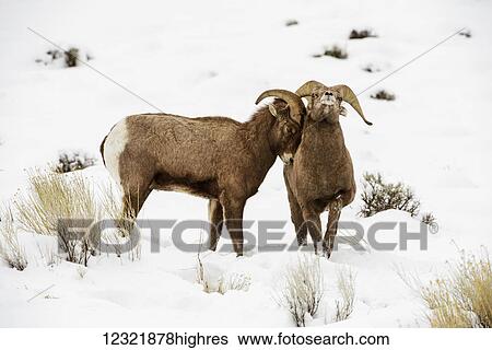 Stock Photograph - Animals. Fotosearch