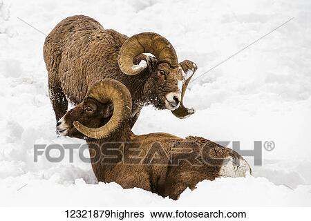 Animals View Large Photo Image Stock Photograph - Animals. Fotosearch
