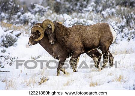 Stock Photograph - Animals. Fotosearch