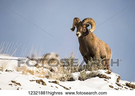 Animals View Large Photo Image Stock Photograph - Animals. Fotosearch