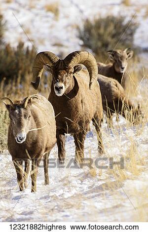 Stock Photograph - Animals. Fotosearch
