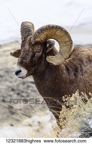 Stock Photograph - Animals. Fotosearch