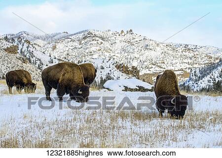 Stock Photograph - Animals. Fotosearch