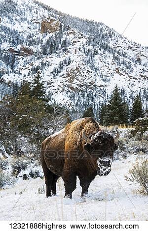 Stock Photograph - Animals. Fotosearch