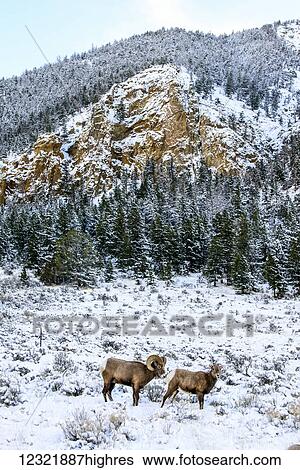 Animals View Large Photo Image Stock Photograph - Animals. Fotosearch