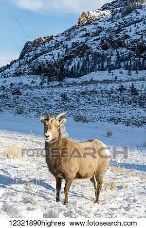 Animals View Large Photo Image Stock Photograph - Animals. Fotosearch