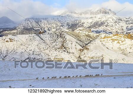 Stock Photograph - Animals. Fotosearch