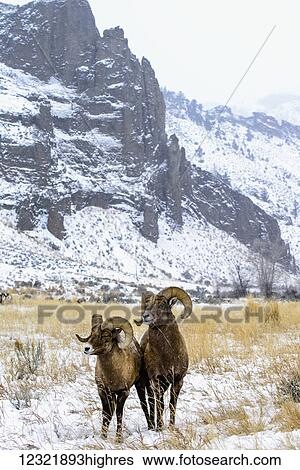 Stock Photograph - Animals. Fotosearch