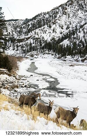 Stock Photograph - Animals. Fotosearch