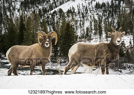 Stock Photograph - Animals. Fotosearch