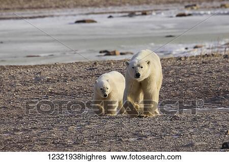 Stock Photograph - Animals. Fotosearch