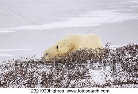 Stock Photograph - Animals. Fotosearch