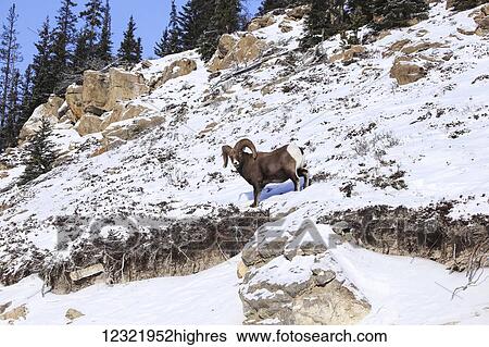 Stock Photograph - Animals. Fotosearch