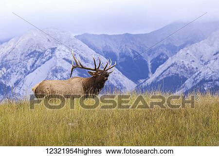 Stock Photograph - Animals. Fotosearch