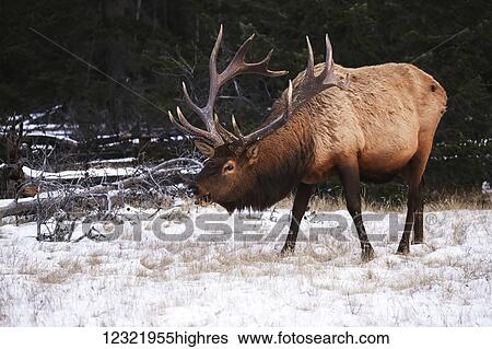 Animals View Large Photo Image Stock Photograph - Animals. Fotosearch