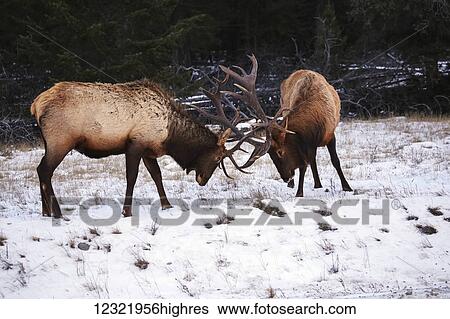 Animals View Large Photo Image Stock Photograph - Animals. Fotosearch