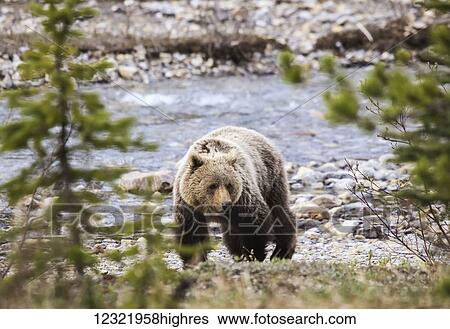 Animals View Large Photo Image Stock Photograph - Animals. Fotosearch