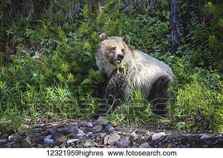 Stock Photograph - Animals. Fotosearch