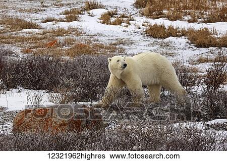 Animals View Large Photo Image Stock Photograph - Animals. Fotosearch