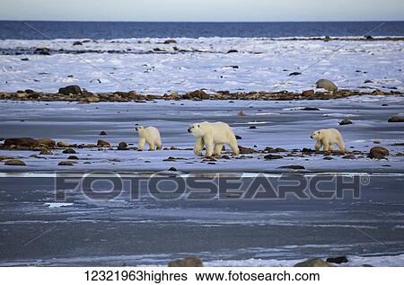 Animals View Large Photo Image Stock Photograph - Animals. Fotosearch