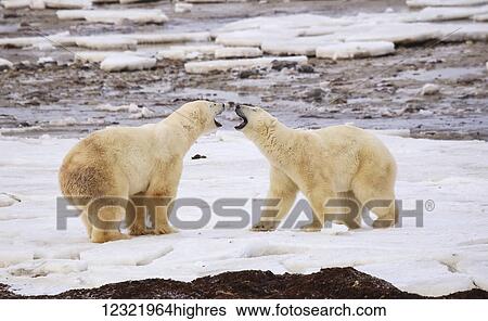 Stock Photograph - Animals. Fotosearch