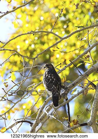 Stock Photograph - Animals. Fotosearch