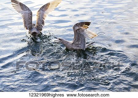 Stock Photograph - Animals. Fotosearch