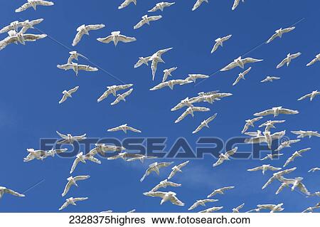 Animals View Large Photo Image Stock Photograph - Animals. Fotosearch