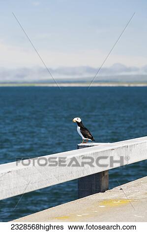 Animals View Large Photo Image Stock Photograph - Animals. Fotosearch