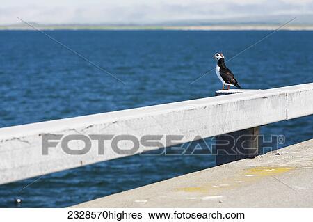 Animals View Large Photo Image Stock Photograph - Animals. Fotosearch