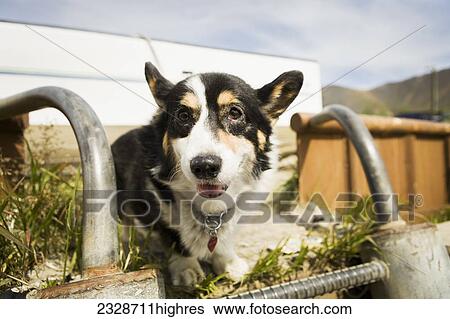Stock Photograph - Animals. Fotosearch