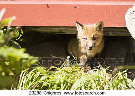 Stock Photograph - Animals. Fotosearch