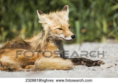 Stock Photograph - Animals. Fotosearch