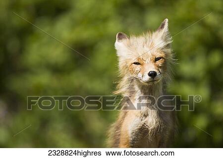 Stock Photograph - Animals. Fotosearch