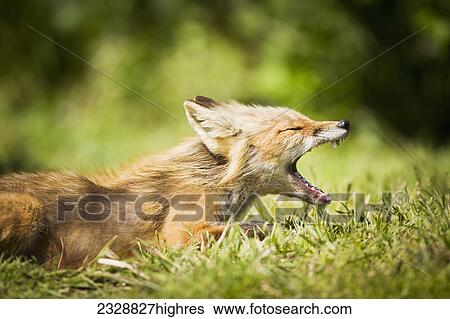Animals View Large Photo Image Stock Photograph - Animals. Fotosearch