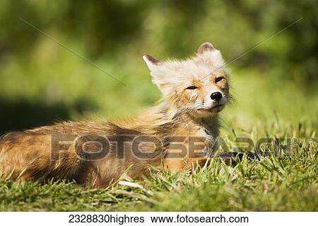 Stock Photograph - Animals. Fotosearch