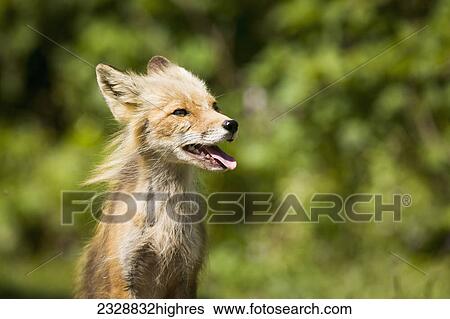 Animals View Large Photo Image Stock Photograph - Animals. Fotosearch