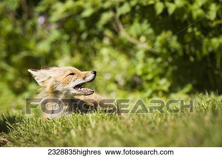 Stock Photograph - Animals. Fotosearch